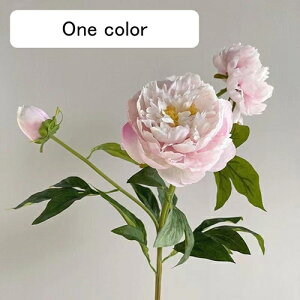   CeA  ڂ 1{ ͂Ȃ Q   ItBX ̓  a j JXj  EFfBO p[eB[ v[g ʐ^ A[gt