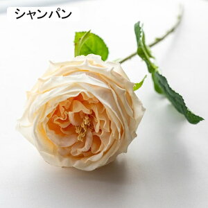   CeA  o 1{ ͂Ȃ Q   ItBX ̓  a j JXj  EFfBO p[eB[ v[g ʐ^ A[gt