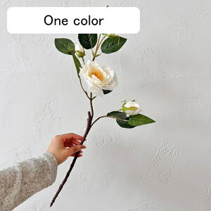   CeA  ւ̉ 1{ ͂Ȃ Q   ItBX ̓  a j JXj  EFfBO p[eB[ v[g ʐ^ A[gt