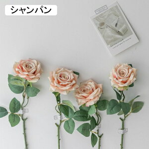   CeA  o 4{ ͂Ȃ Q   ItBX ̓  a j JXj  EFfBO p[eB[ v[g ʐ^ A[gt