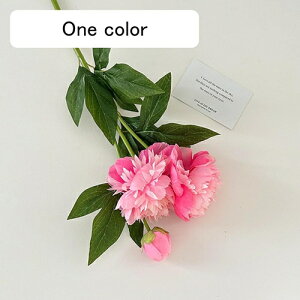   CeA  ڂ 1{ ͂Ȃ Q   ItBX ̓  a j JXj  EFfBO p[eB[ v[g ʐ^ A[gt