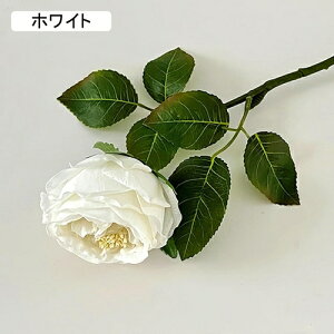   CeA  o 1{ ͂Ȃ Q   ItBX ̓  a j JXj  EFfBO p[eB[ v[g ʐ^ A[gt