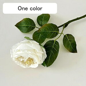   CeA  o 1{ ͂Ȃ Q   ItBX ̓  a j JXj  EFfBO p[eB[ v[g ʐ^ A[gt