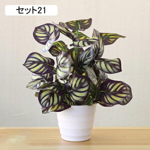 tFCNO[ lHϗtA A ~͐A  ~j CeA p  bv炸 Vzj Vj z Mtg 蕨 ItBX z[   e[u 