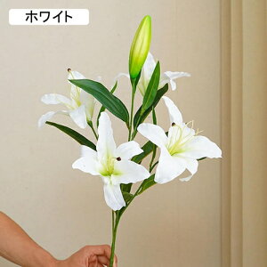 ͂Ȃ {  IW   5 1 ꂢ  iX ʐ^Be p  ̓Mtg  ԑ t[ u[P sv  