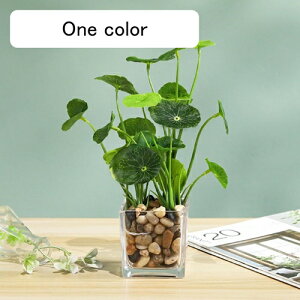 tFCNO[  A ~ KXt lHϗtA { 25cm CeA ItBX X  Be u ͂Ȃ b炸  k Vz JX 蕨