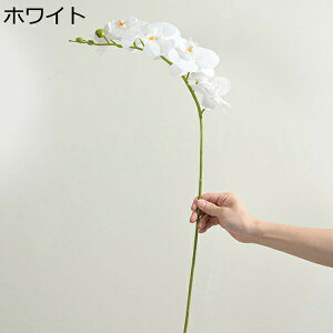   IVW[ 81 { ͂Ȃ  sv Ԍ|p  iX  ̓ LO ʐ^Be INS hCt[ VN