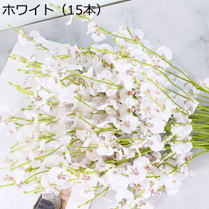 IVW[@ԁ@{@G}@@sv@͂Ȃԁ@fR[V@CeA@Lb`@֏@ItBX@iX@pف@A[gt[@Be