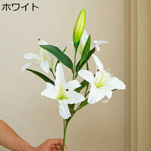 ͂Ȃ {    5 1 ꂢ  iX ʐ^Be p  ̓Mtg  ԑ t[ u[P sv  