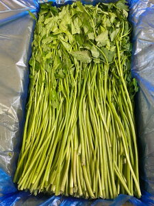y؍①z~i (Z) 4kg VN؁i~iA؍Y~iA~iTMvTj؍Y