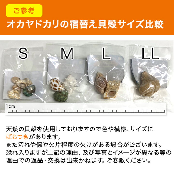 三晃商会 オカヤドカリの宿替え貝殻