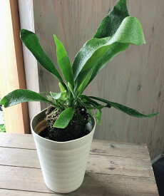 楽天市場 面白い 観葉植物 花 観葉植物 花 ガーデン Diyの通販