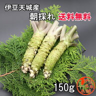 【クール便】【送料無料】★静岡県伊豆天城産　新鮮　生わさび 150g 前後（1~3本で150g入）【ヤマト便】…