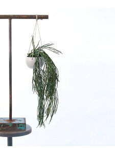 yBrown./uEzvTX BLnMO|bg tFCNO[ JOURNAL STANDARD FURNITURE W[iX^_[ht@j`[ CeAEG t[x[XEԕr O[y