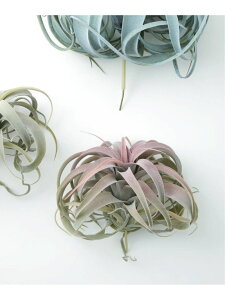 yBrown./uEzLZOtBJ sbN bh tFCNO[ JOURNAL STANDARD FURNITURE W[iX^_[ht@j`[ CeAEG t[x[XEԕr O[[Rakuten