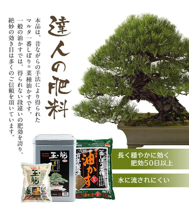 楽天市場 マルタ 玉肥 大粒 缶 8kg 油かす 油粕 盆栽 肥料 さつき 洋らんn 5 P 4 K 1 Joyアグリス オンラインショップ