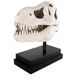 置物インテリア 恐竜頭T-Rexの頭骨 / T-Rex Skull on Base　fr100502RS