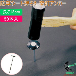 hV[g yBAJ[ 15cm 50{ | |pi K[fjOpi   Y _Ɨp hV[g  Œs Œ s B  AJ[ ߋ Œ ȒP ֗ y