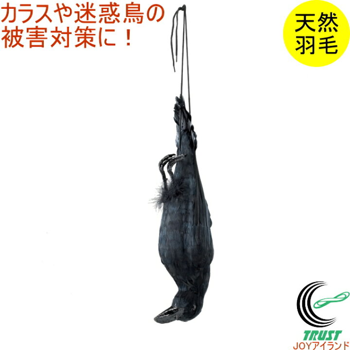 楽天市場 イヤガラス Eg 38 Rcp カラス 撃退 天然羽毛 リアルタイプ 鳥害対策 鳥 鳥よけ ゴミ置き場 畑 果樹園 ハト スズメ おどす 店頭受取対応商品 ｊｏｙアイランド