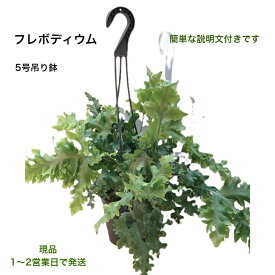 シダ植物 5号吊り鉢 フレボディウム 現品配送 インテリア 癒し こだわり リフレッシュ 開店御祝 お引越し祝 ホームオフィス ご自宅 風水効果 最適【フレボディウム 5号吊り鉢】