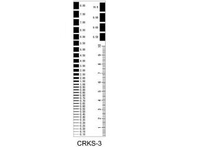 }C]bNX }C]bN NbNXP[ CRKS-3 CRKS3