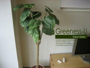 ウンベラータ 観葉植物の人気商品 通販 価格比較 価格 Com