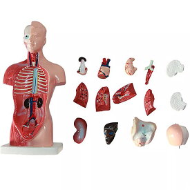 女性のための 人体モデルのおもちゃ 自動 スケルトン 脳 自動シミュレート 28cm