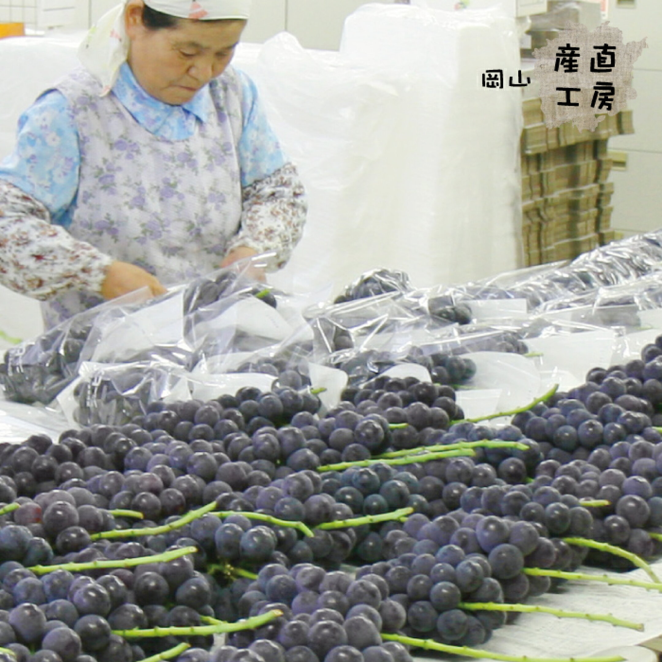 岡山ぶどうの梱包作業