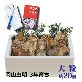 【即納】牡蠣 殻付き 岡山産 大粒 約20個 3年物 大粒 送料無料 牡蠣 極上品 大粒 年末年始 むき ナイフ 北海道沖縄一部地域配送不可