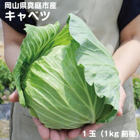 楽天市場 キャベツ 1玉 総重量 野菜 1 0 1 9kg 野菜 きのこ 食品 の通販