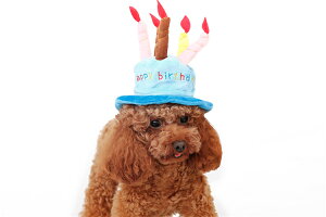 yyV1ʁzpap[eBXq Xq nbs[o[Xf[nbg o[XfB Ԃ  RXv_bNX ` v[h hbOEFA ̗m VN NX}X v[