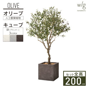 オリーブ 木 室内 観葉植物の人気商品 通販 価格比較 価格 Com