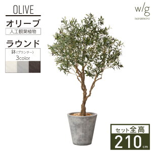 オリーブ 木 室内 観葉植物の人気商品 通販 価格比較 価格 Com