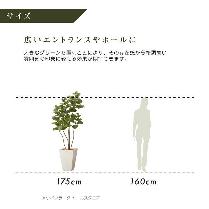 楽天市場】フェイクグリーン鉢セット 大型「ウンベラータ×Tall Square 