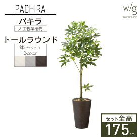 楽天市場 パキラ 防虫の通販