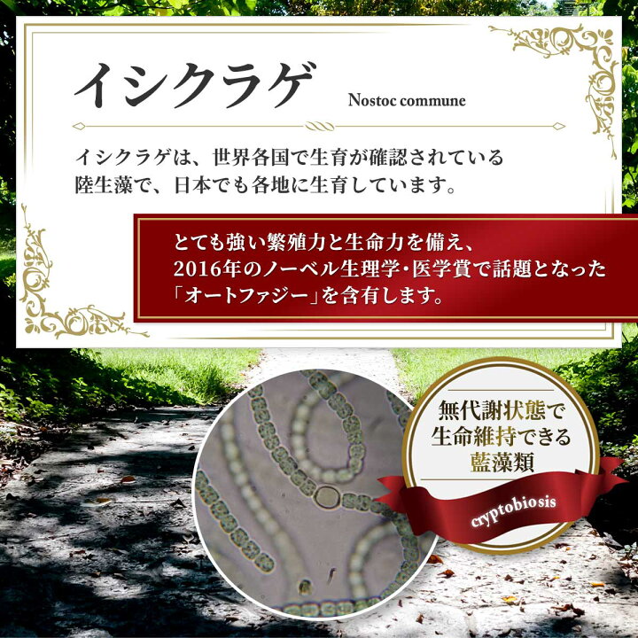 楽天市場】阿拉善 あらぜん マイクロアルジェ 念珠藻・イシクラゲ配合 