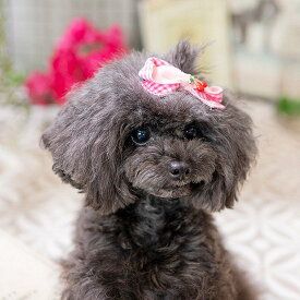 犬 リボン アクセサリー【ルルドール】ふわっとチェリーギンガムバレッタ　犬のヘアリボン ヘアリボン 髪飾り アクセ ピンク グリーン メール便対応 R