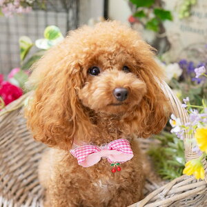 ̎ցyh[zӂƃ`F[MKJ[@SSTCY@ց@ Ȏ IVȎ [֑Ή@^ ^