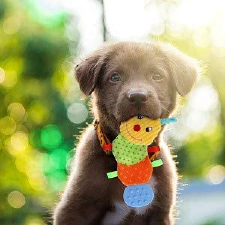 253円 配送員設置送料無料 プラッツ キャタピーベイビー リング 犬 おもちゃ オモチャ 犬 253円 配送員設置送料無料 プラッツ キャタピーベイビー リング 犬 おもちゃ オモチャ 犬