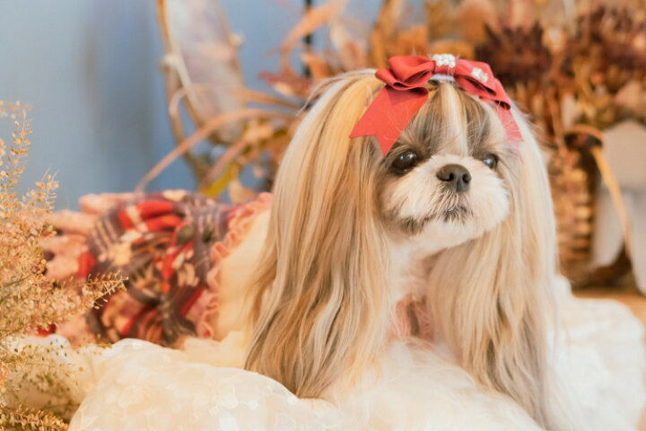 楽天市場 クーポン配布中 猫 犬アクセ 犬のアクセサリー 犬のリボン Cannana きゃんナナ Lb 166 ワンタッチアクセ 約12cm犬アクセ ヘアリボン 髪飾り アクセ メール便対応 イエロー ピンク レッド ミント ブラック ホワイト モスグリーン 夏アクセ 犬服通販