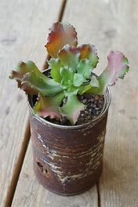 y tFCN O[  A[gt[ CeA G Mtgz GPxA