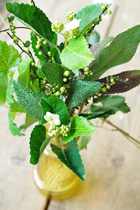 ytFCN O[  A[gt[ CeA G Mtgz~bNX[t ubV