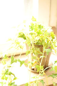 y A[gt[ tFCN ACr[ p[c CeA G MtgztFCN@ACr[V[goC