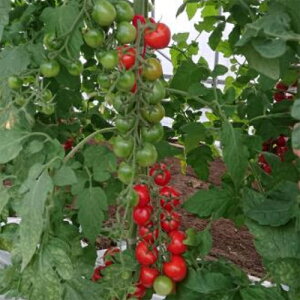 J(AS-374) 100 g}g Ƃ܂ ׉ցyAOA   ^l zyʏ5{ 5̂̓|Cg10{ΏۊOi|Cg3{Œ菤iz