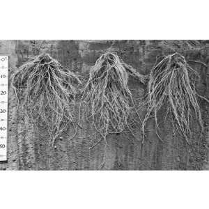 ΂鍪T~bg 1000  _CM  100 g}g Oc yOc   ^l zyʏ5{ 5̂̓|Cg10{ΏۊOi|Cg3{Œ菤iz