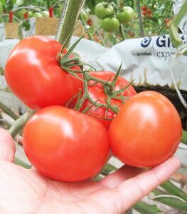 �J�i�o�� 500�� �g�}�g �Ƃ܂� ��ʃg�}�g �y�G���U�̎� �� ���� �^�l�z�y�ʏ�5�{ 5�̂����̓|�C���g10�{�z