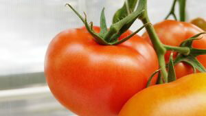 AeI 500 g}g Ƃ܂ ʃg}g yGU̎   ^lzyʏ5{ 5̂̓|Cg10{z