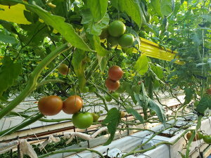 GU 500 g}g Ƃ܂ ʃg}g yGU̎   ^lzyʏ5{ 5̂̓|Cg10{z