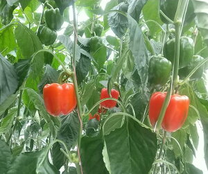 }`C 500 pvJ yGU̎   ^lzyʏ5{ 5̂̓|Cg10{z