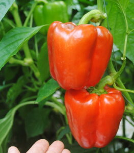 }x 500 pvJ yGU̎   ^lzyʏ5{ 5̂̓|Cg10{z